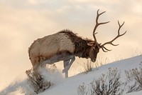 Bull elk searches for food beneath the snow. Frank. Original public domain image from Flickr