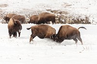 Young bison spar along the Firehole River by Jacob W. Frank. Original public domain image from Flickr