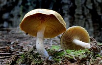 Gymnopilus eucalyptorum is a species of mushroom in the Cortinariaceae family. Original public domain image from Flickr