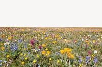 Nature landscape background, wildflower field psd