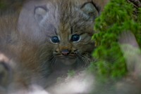 Canada Lynx kitten. Original public domain image from Flickr