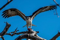 Osprey eating a fish at Flamingo. Original public domain image from Flickr