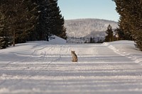 A coyote sits in the middle of the park road by Jacob W. Frank. Original public domain image from Flickr