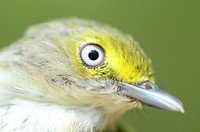 White-eyed VireoWhite-eyed vireo at Port Louisa National Wildlife Refuge as the neotropical migrants returned for spring.Photo by Brandon Jones/USFWS. Original public domain image from Flickr