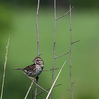 Song SparrowPhoto by Grayson Smith/USFWS. Original public domain image from Flickr