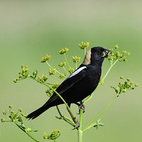 BobolinkPhoto by Grayson Smith/USFWS. Original public domain image from Flickr