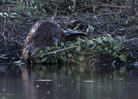 BeaverPhoto by Grayson Smith/USFWS. Original public domain image from Flickr