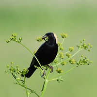 BobolinkPhoto by Grayson Smith/USFWS. Original public domain image from Flickr