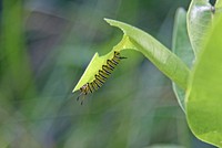 Monarch Caterpillar on Common MilkweedPhoto by Courtney Celley/USFWS. Original public domain image from Flickr