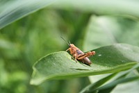 Grasshopper on Common MilkweedThis grasshopper stopped to take a break on a sturdy common milkweed leaf.Photo by Courtney Celley/USFWS. Original public domain image from Flickr