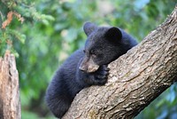 Black Bear CubWe spotted this black bear cub resting in a tree in northern Minnesota.Photo by Courtney Celley/USFWS. Original public domain image from Flickr
