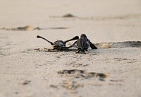 Baby leatherback sea turtles. Original public domain image from  Flickr