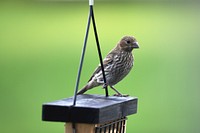 House FinchThis female house finch was taking a break on top of the suet feeder.Photo by Courtney Celley/USFWS. Original public domain image from Flickr