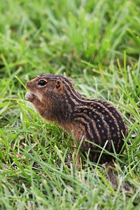 Thirteen-lined Ground SquirrelWe spotted this thirteen-lined ground squirrel foraging under the bird feeder.Photo by Courtney Celley/USFWS. Original public domain image from Flickr