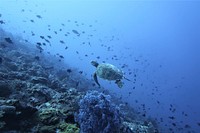 Turtles in North Maluku. Original public domain image from  Flickr