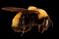 Bombus nevadensis, f, right, Jackson Co., SD_2018-08-10-15.24.34 ZS PMax UDRBombus nevadensis, the Nevada Bumble Bee, is fairly common throughout the Rocky Mountains of the US, and ranges near the west coast, east into the Great Plains, south to Mexico, and north into the Yukon (1). It is fond of open areas including montane meadows and grassy plains (1). Nevada Bumble Bees are large, robust bees and generalist pollinators, visiting many types of flowers (1). Original public domain image from Flickr