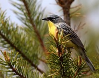 Kirtland's Warbler