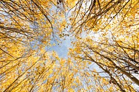 Looking up through the aspens. Original public domain image from Flickr