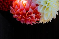 Dahlias soak in the sun on Summer Dreams Farm (@SummerDreamsFarm) before U.S. Department of Agriculture (USDA) Secretary Sonny Perdue and American Farm Bureau Federation President Zippy Duvall take a tour the American fresh cut flower farm, in Oxford, Michigan, September 26, 2019.