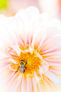 A bee pollinates a Dahlias on Summer Dreams Farm (@SummerDreamsFarm) before U.S. Department of Agriculture (USDA) Secretary Sonny Perdue and American Farm Bureau Federation President Zippy Duvall take a tour the American fresh cut flower farm, in Oxford, Michigan, September 26, 2019.