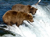 Brown bear fishing in a river. Original public domain image from Flickr