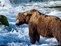 Brown bear fishing in a river. Original public domain image from Flickr