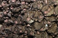 Cluster of endangered Indiana batsIndiana bats are known as social animals that don&rsquo;t need much personal space. In fact, they&rsquo;re known to cluster so tightly that 500 bats can fit within a square foot!Photo by Andrew King/USFWS. Original public domain image from Flickr