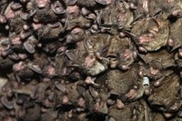 Cluster of endangered Indiana batsIndiana bats are known as social animals that don’t need much personal space. In fact, they’re known to cluster so tightly that 500 bats can fit within a square foot!Photo by Andrew King/USFWS. Original public domain image from Flickr