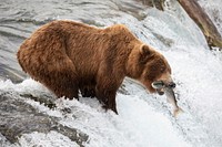Brown bear fishing in a river. Original public domain image from Flickr