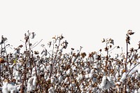 Cotton field border collage element, nature design psd