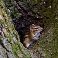 Eastern ChipmunkPhoto by Grayson Smith/USFWS. Original public domain image from Flickr