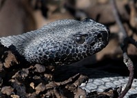 Timber RattlesnakePhoto by Grayson Smith/USFWS. Original public domain image from Flickr