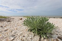 NPSPhoto M.Collier 2019 CS BeachClean EastCape SeaLavender .