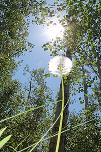 20170731-FS-Fishlake-KLM-Dandelion in the sun_Image 444Dandelion seed head in the sun. Fishlake National Forest. Forest Service photo by Kelly L Memmott. Original public domain image from Flickr