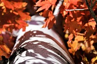 Tree trunk with fall leaves on the Uinta-Wasatch-Cache National Forest. Original public domain image from Flickr