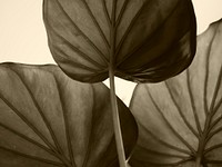 Gray leaves background. Free public domain CC0 photo.