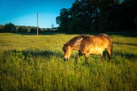 Exmoor Ponies. Original public domain image from Flickr