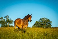 Exmoor Ponies. Original public domain image from Flickr