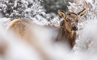 Cow elk in snow, Mammoth Hot Springs. Original public domain image from Flickr