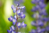 Silver lupine. Original public domain image from Flickr