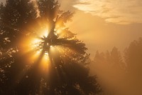 Foggy Sunrise, Blackail Deer Plateau. Original public domain image from Flickr