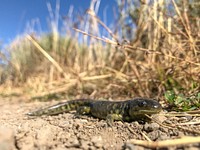 Tiger salamander, Swan Lake Flat