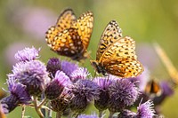 Hydaspe butterflies, Mammoth Hot Springs. Original public domain image from Flickr