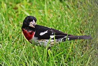 Rose-breasted grosbeakWe spotted this male rose-breasted grosbeak snacking on sunflower seeds under the bird feeder.Photo by Courtney Celley/USFWS. Original public domain image from Flickr