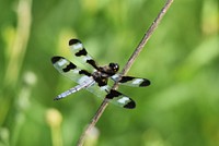 Twelve-spotted skimmerWe spotted this twelve-spotted skimmer soaking up the sun while perched on a plant stem.Photo by Courtney Celley/USFWS. Original public domain image from Flickr