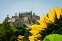 Sunflower Rise at Sizergh Castle. Original public domain image from Flickr