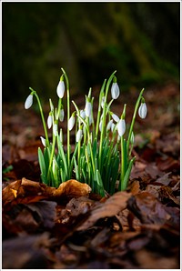 Snowdrops in nature. Original public domain image from Flickr