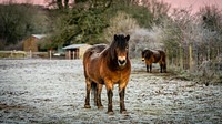 Ponies in Silverdale. Original public domain image from Flickr