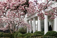 White cherry blossom in the Rose Garden of the White House. Original public domain image from Flickr