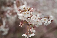White cherry blossom in the Rose Garden of the White House. Original public domain image from Flickr
